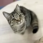 スコティッシュフォールド(立ち耳)【神奈川県・女の子・2025年5月27日・ブラウンタビー】の写真6