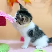 スコティッシュフォールド(立ち耳)【神奈川県・女の子・2025年7月23日・ブラウンタビー&ホワイト】の写真10