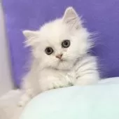 ミヌエット(短足)【神奈川県・男の子・2025年8月1日・クリーム&ホワイト】の写真4