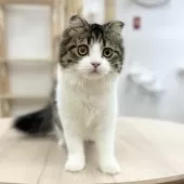 スコティッシュフォールド(折れ耳)【神奈川県・女の子・2025年3月13日・ブラウンタビー&ホワイト】の写真6