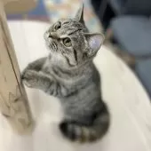 スコティッシュフォールド(立ち耳)【神奈川県・女の子・2025年5月27日・ブラウンタビー】の写真2「好奇心旺盛♪」