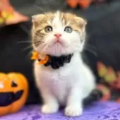 スコティッシュフォールド(折れ耳)【神奈川県・男の子・2024年8月2日・ブラウンタビーバン】の写真13