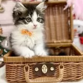 スコティッシュフォールド(立ち耳)【神奈川県・女の子・2025年9月8日・ブラウンタビ―&ホワイト】の写真12