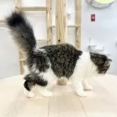 スコティッシュフォールド(折れ耳)【神奈川県・女の子・2025年3月13日・ブラウンタビー&ホワイト】の写真5