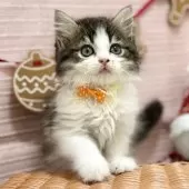 スコティッシュフォールド(立ち耳)【神奈川県・女の子・2025年9月8日・ブラウンタビ―&ホワイト】の写真14