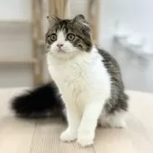 スコティッシュフォールド(折れ耳)【神奈川県・女の子・2025年3月13日・ブラウンタビー&ホワイト】の写真2「姿勢よくおすわり♪」