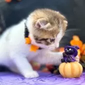 スコティッシュフォールド(折れ耳)【神奈川県・男の子・2024年8月2日・ブラウンタビーバン】の写真14