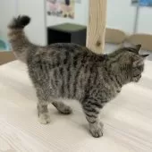 スコティッシュフォールド(立ち耳)【神奈川県・女の子・2025年5月27日・ブラウンタビー】の写真5