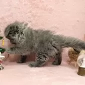 スコティッシュフォールド(立ち耳)【神奈川県・女の子・2024年10月20日・ブルー】の写真12