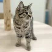 スコティッシュフォールド(立ち耳)【神奈川県・女の子・2025年5月27日・ブラウンタビー】の写真4