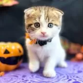 スコティッシュフォールド(折れ耳)【神奈川県・男の子・2024年8月2日・ブラウンタビーバン】の写真15