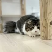 スコティッシュフォールド(折れ耳)【神奈川県・女の子・2025年3月13日・ブラウンタビー&ホワイト】の写真3「じ～っ」