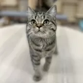 スコティッシュフォールド(立ち耳)【神奈川県・女の子・2025年5月27日・ブラウンタビー】の写真3「もちもちほっぺ♡」