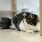 スコティッシュフォールド(折れ耳)【神奈川県・女の子・2025年3月13日・ブラウンタビー&ホワイト】の写真4