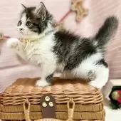 スコティッシュフォールド(立ち耳)【神奈川県・女の子・2025年9月8日・ブラウンタビ―&ホワイト】の写真5