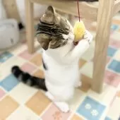 スコティッシュフォールド(折れ耳)【神奈川県・男の子・2024年8月2日・ブラウンタビーバン】の写真4