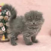 スコティッシュフォールド(立ち耳)【神奈川県・女の子・2024年10月20日・ブルー】の写真14