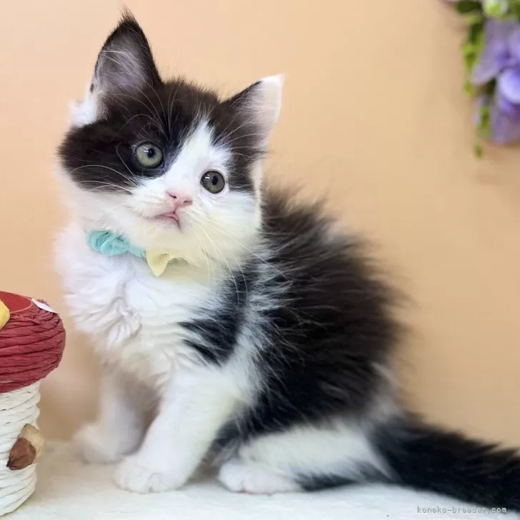 スコティッシュフォールド(立ち耳)【神奈川県・男の子・2025年6月30日・ブラック&amp;ホワイト】の写真1「優しいお顔の白黒ボーイ♪♪」