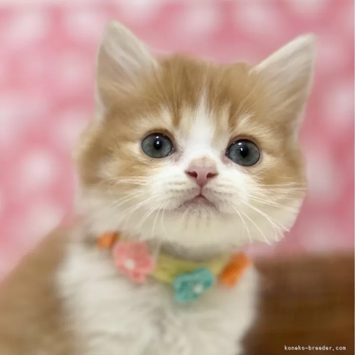 ID：2503-00557の子猫