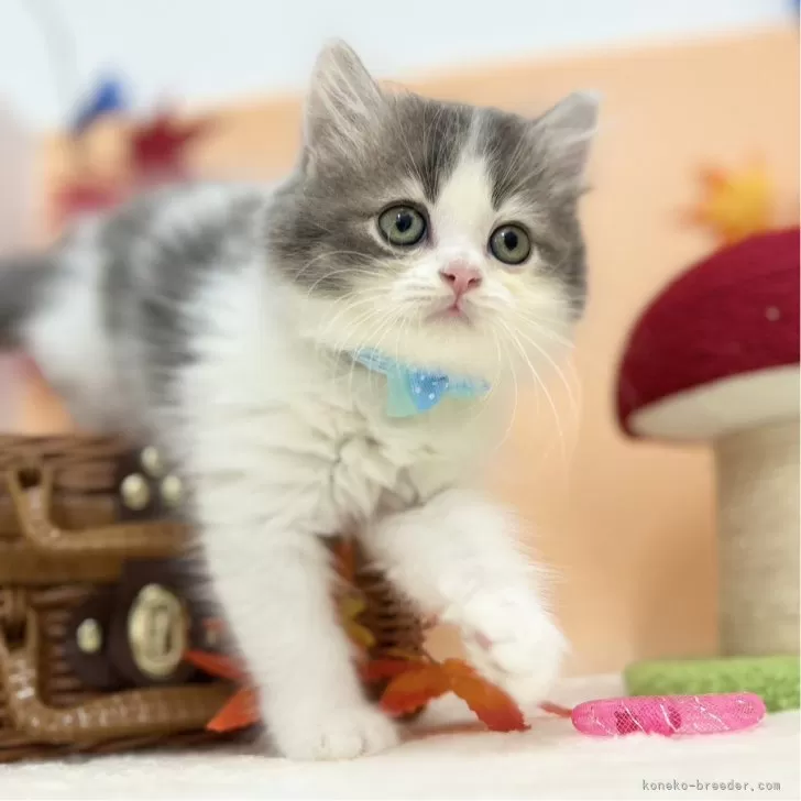H.Y 様のお迎えした子猫