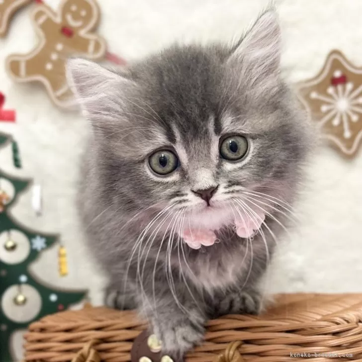 スコティッシュフォールド(立ち耳)【神奈川県・女の子・2025年9月22日・ブルータビー】の写真1「ふわふわの触りごこち♡」