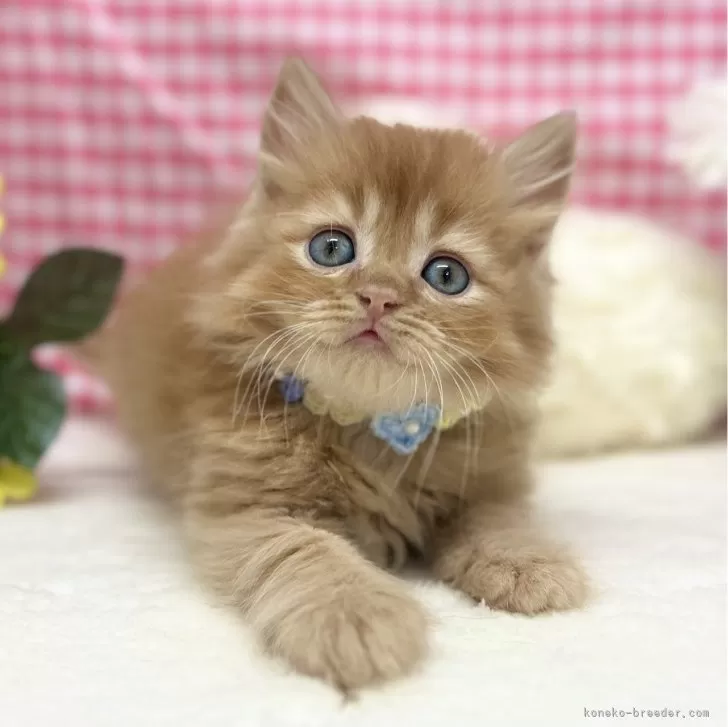 ID:2507-00613の子猫