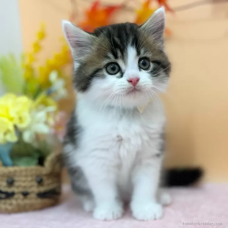 ID：2509-01962の子猫