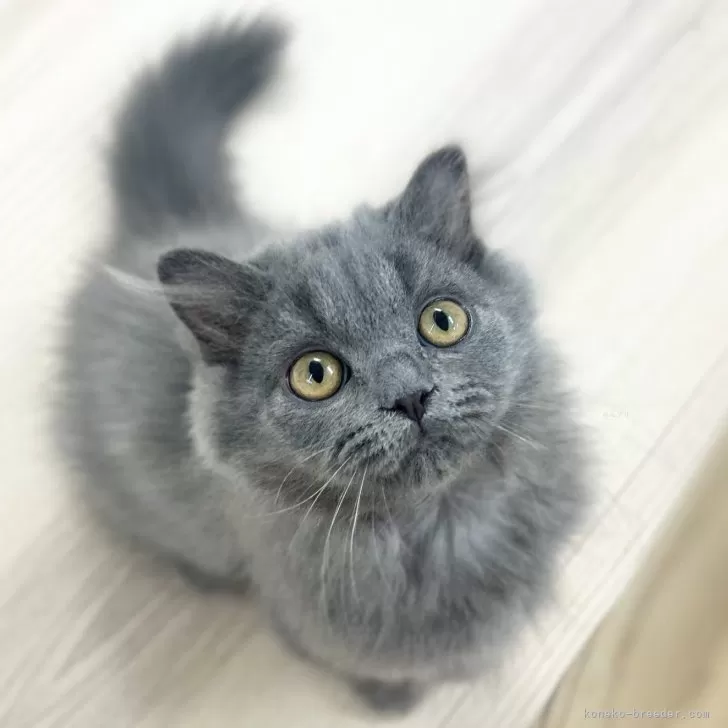 ID：2412-00653の子猫