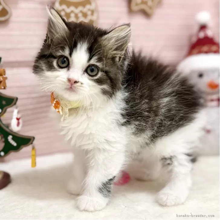 スコティッシュフォールド(立ち耳)【神奈川県・女の子・2025年9月8日・ブラウンタビ―&amp;ホワイト】の写真1「左手にワンポイント入ってるﾆｬ♡」