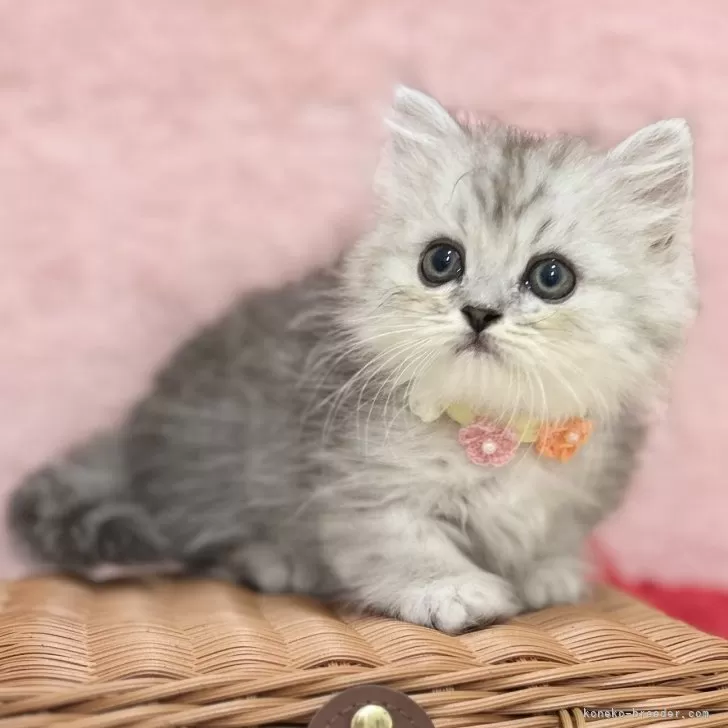 ID：2509-03026の子猫