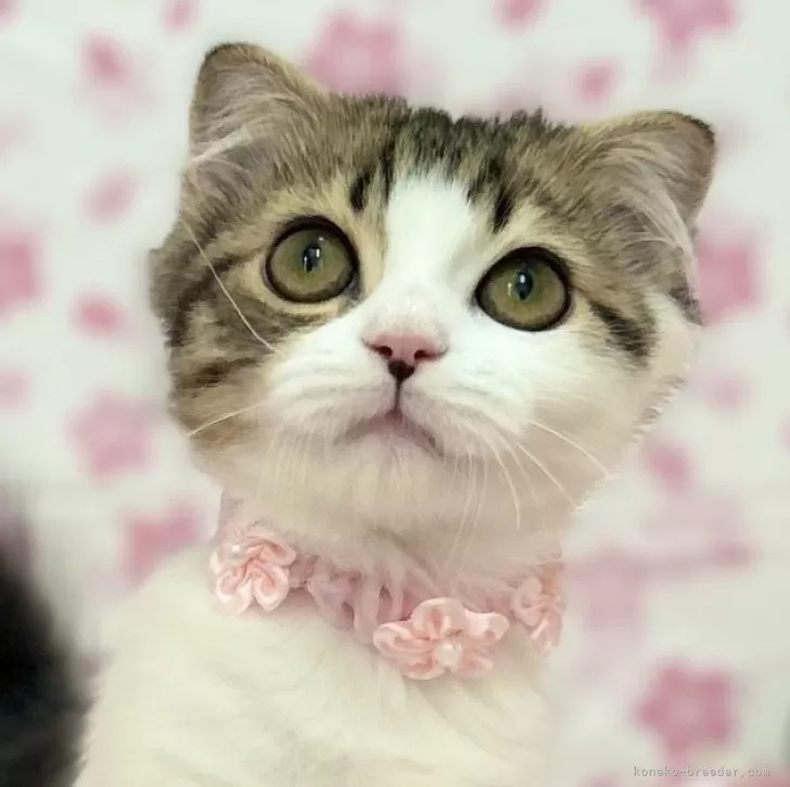 T.O 様のお迎えした子猫