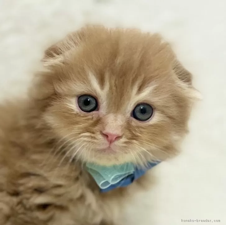 ID:2412-01876の子猫