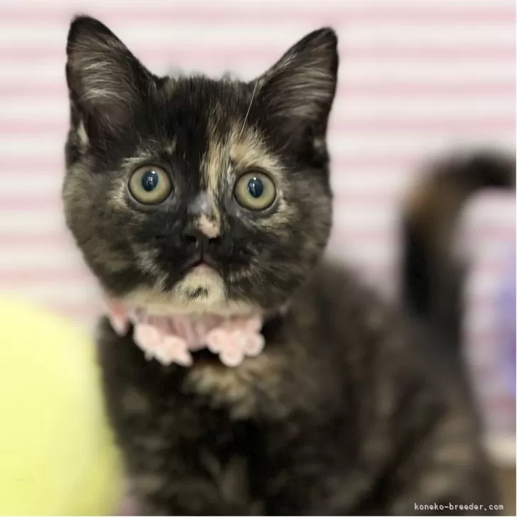 ID:2506-00536の子猫