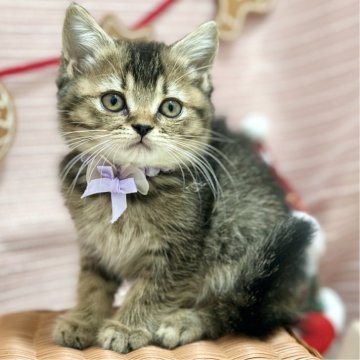 スコティッシュフォールド(立ち耳)【神奈川県・女の子・2025年9月8日・ブラウンタビ―（短毛）】の写真「お顔のシマシマがかわいい子♡」