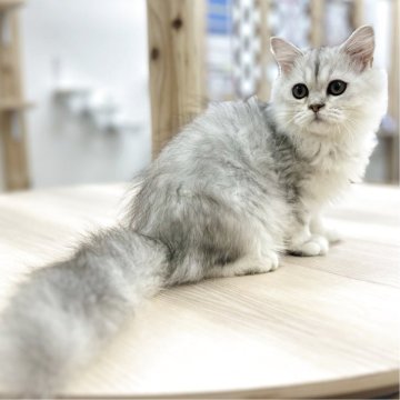 ミヌエット【神奈川県・男の子・2025年2月4日・チンチラシルバー（長毛）】の写真「くっきりお目目のイケメンくん✨」