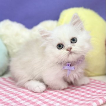 ミヌエット(短足)【神奈川県・男の子・2025年8月1日・クリーム&ホワイト（長毛）】の写真「ふんわりクリーム色がかわいいっ♡」