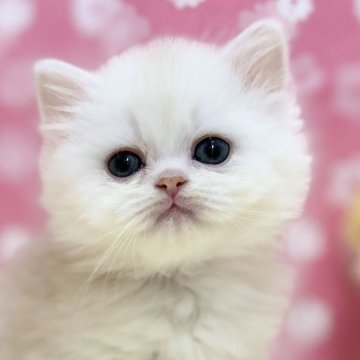 ミヌエット【神奈川県・男の子・2025年2月4日・チンチラゴールデン（長毛）】の写真「淡いカラーが綺麗♡もこふわ天使くん✨」
