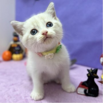 スコティッシュフォールド(立ち耳)【神奈川県・女の子・2025年8月23日・ブルーポイント（短毛）】の写真「とにかく可愛い！あまえんぼすぎるにゃんこ♡」