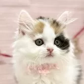 スコティッシュフォールド(立ち耳)