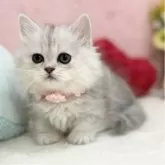 ミヌエット(短足)