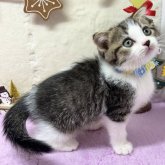 スコティッシュフォールド(折れ耳)