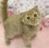 スコティッシュフォールド(折れ耳)