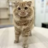 スコティッシュフォールド(折れ耳)