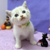 スコティッシュフォールド(立ち耳)