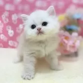 ミヌエット(長足)【神奈川県・男の子・2025年2月4日・チンチラゴールデン】の写真2「キュッと結んだ口元が可愛いです♡」