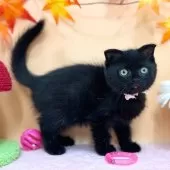 スコティッシュフォールド(折れ耳)【神奈川県・女の子・2025年7月23日・ブラック】の写真2「つやつやの触りごこち♪」