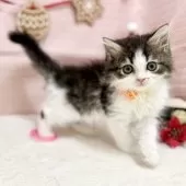 スコティッシュフォールド(立ち耳)【神奈川県・女の子・2025年9月8日・ブラウンタビ―&ホワイト】の写真2「あそぼ～♪」