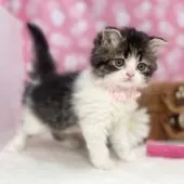 スコティッシュフォールド(折れ耳)【神奈川県・女の子・2025年3月13日・ブラウンタビー&ホワイト】の写真7「まん丸お目目がキュート♡」