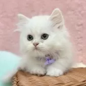 ミヌエット(短足)【神奈川県・男の子・2025年8月1日・クリーム&ホワイト】の写真5