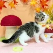 スコティッシュフォールド(立ち耳)【神奈川県・女の子・2025年7月23日・ブラウンタビー&ホワイト】の写真4